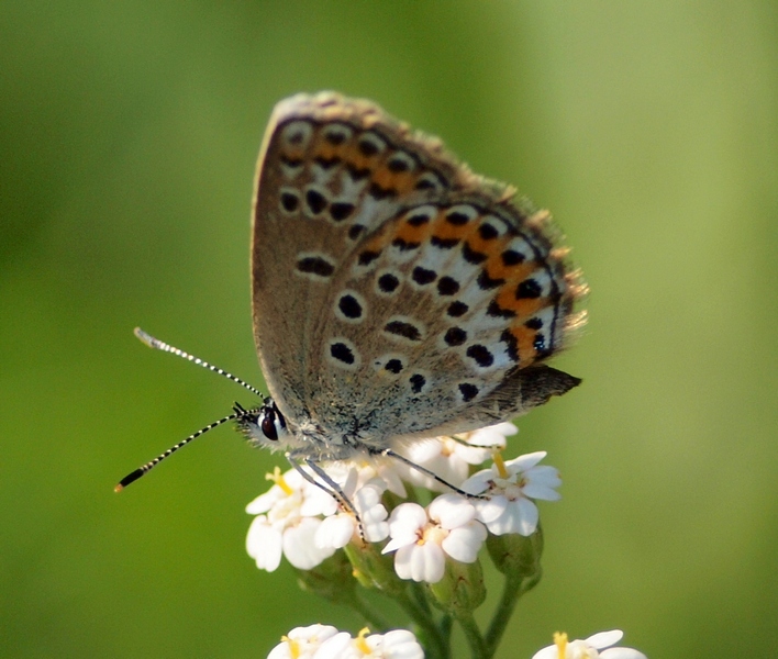 Lycaenidae